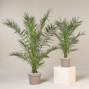 Phoenix canariensis