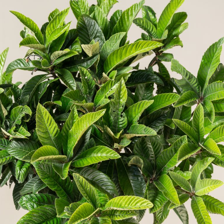 Eriobotrya japonica – Half Standard