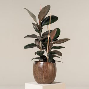 Ficus elastica 'Abidjan'