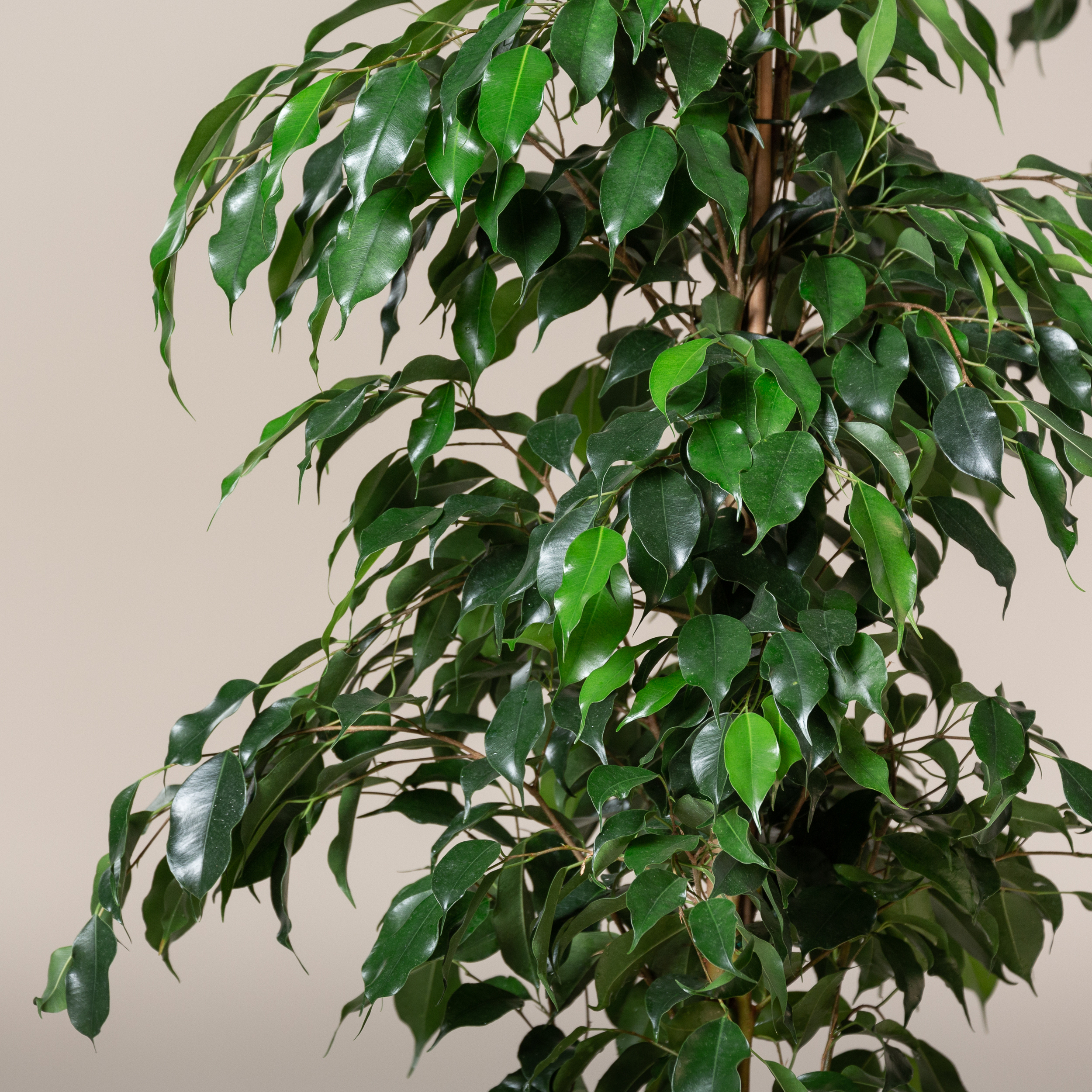 Ficus benjamina 'Danielle' | The Palm Centre