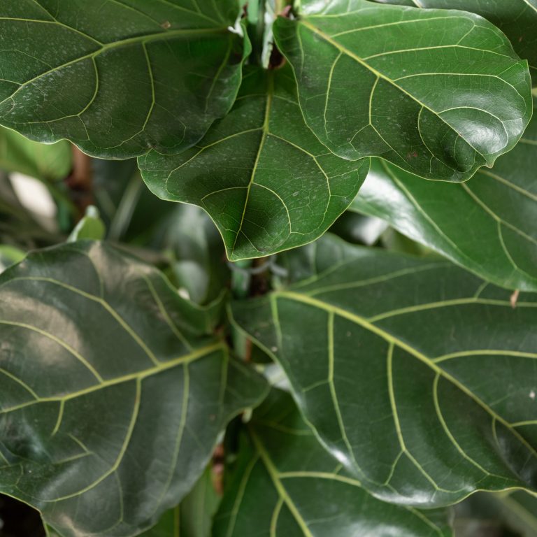 Ficus lyrata