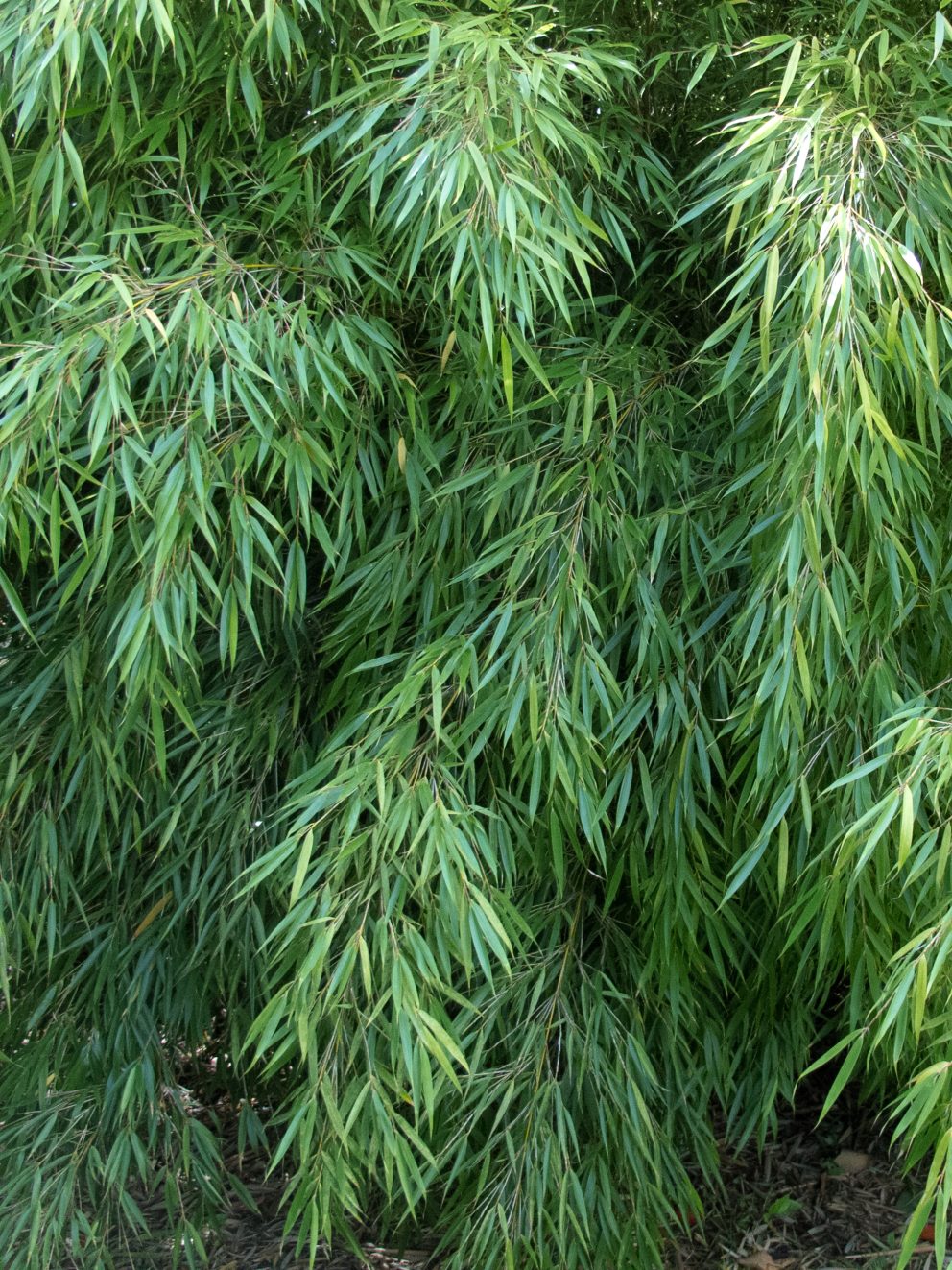 Very pleased with my bamboo, exactly as described, delivered overnight , well packaged. Looks beautiful as a backdrop to my Japanese style garden.