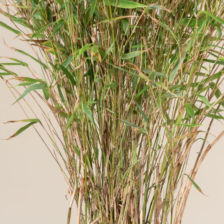 Fargesia rufa