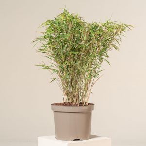 Fargesia rufa