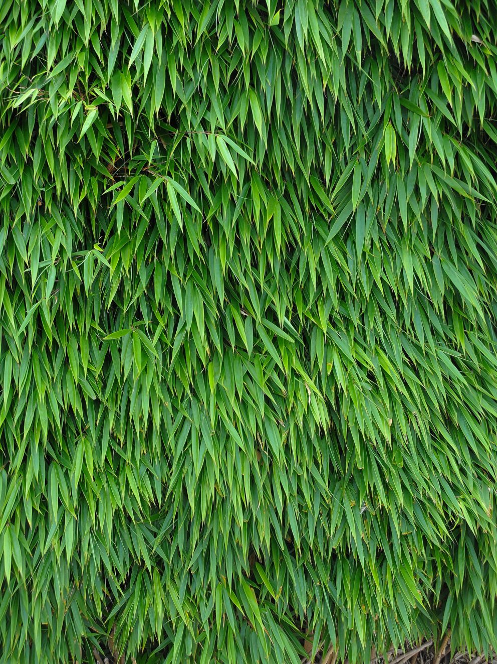 4 superb quality Bamboo plants arrived at the end of March 2021, which we potted into large containers, as per the very helpful advice from Customer service, (the adviser I spoke with issued so much helpful advice on the care of the Bamboo plants, he was excellent). 