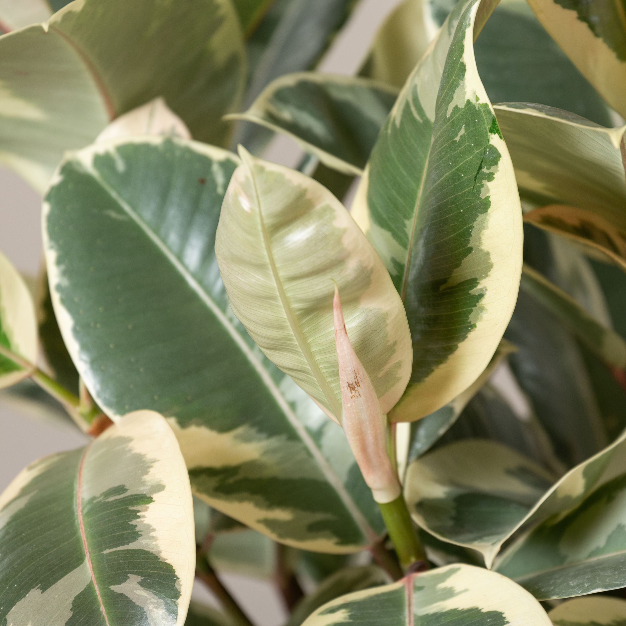 Ficus elastica 'Tineke' - Image 2