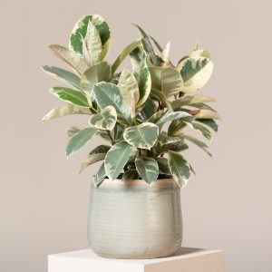 Ficus elastica 'Tineke'