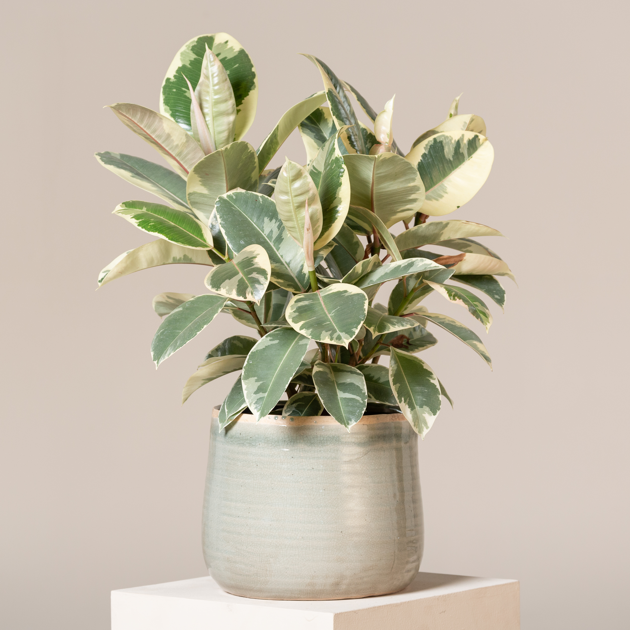 Ficus elastica 'Tineke'
