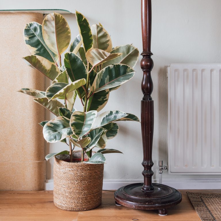 5. Rubber Plant (Ficus elastica)