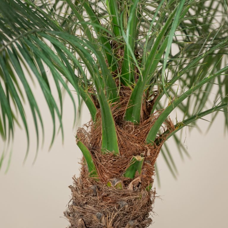 Phoenix roebelenii