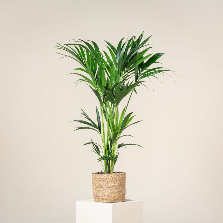 Howea forsteriana
