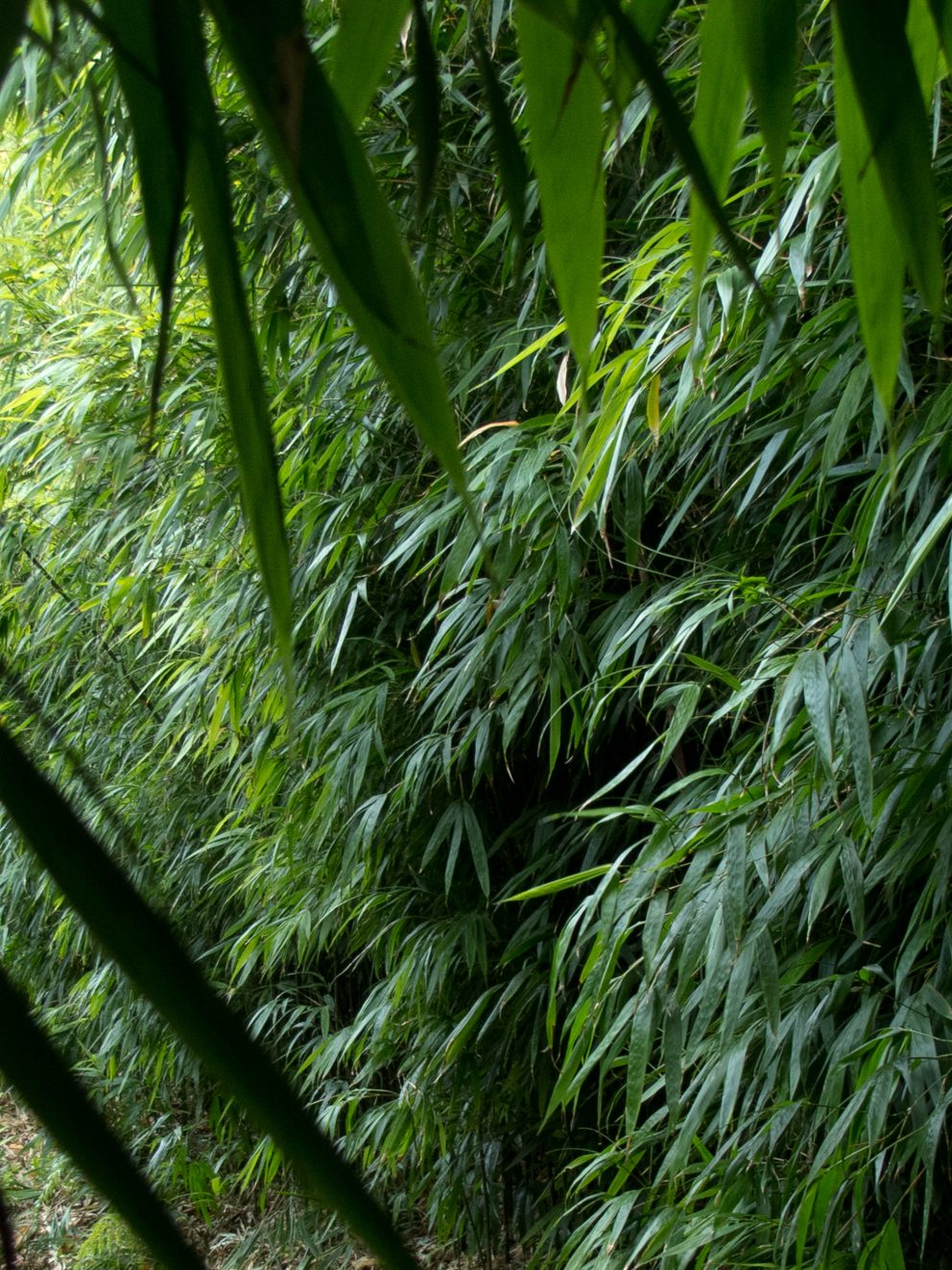 Was a little dubious ordering a plant unseen, however I neednt have worried.  My bamboo came on schedule, very well packaged and much better, bigger and healthier than I could have expected.  Very happy customer and already recommended The Palm Centre to family and friends