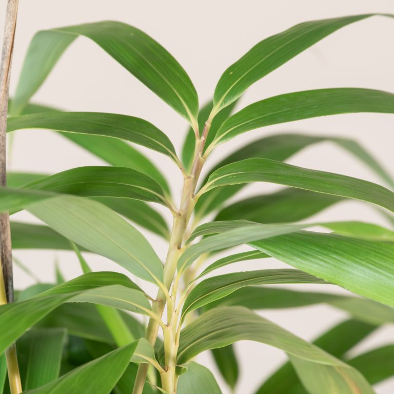 Pseudosasa japonica