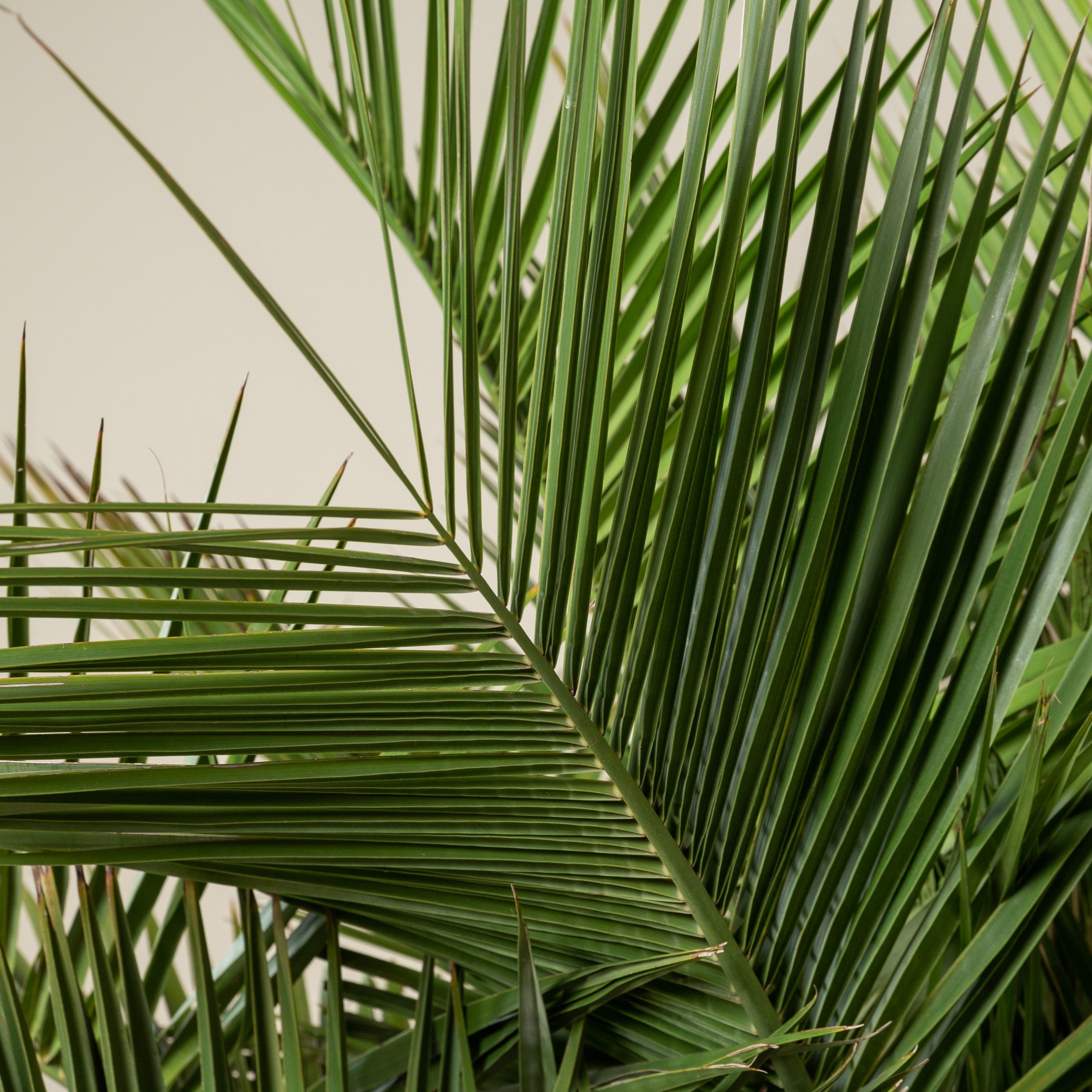 Jubaea chilensis - Image 7