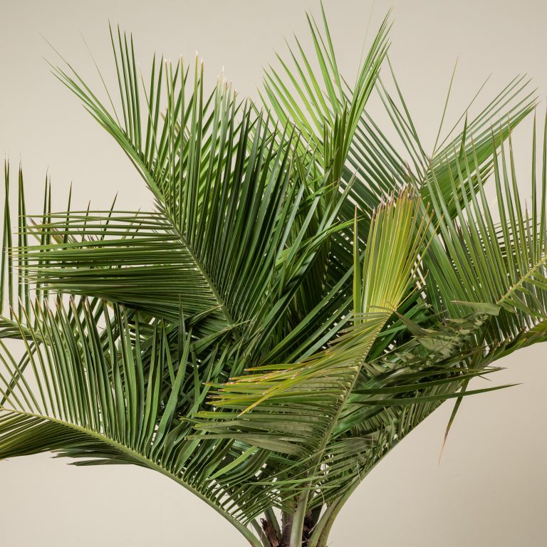 A Palm of Many Uses