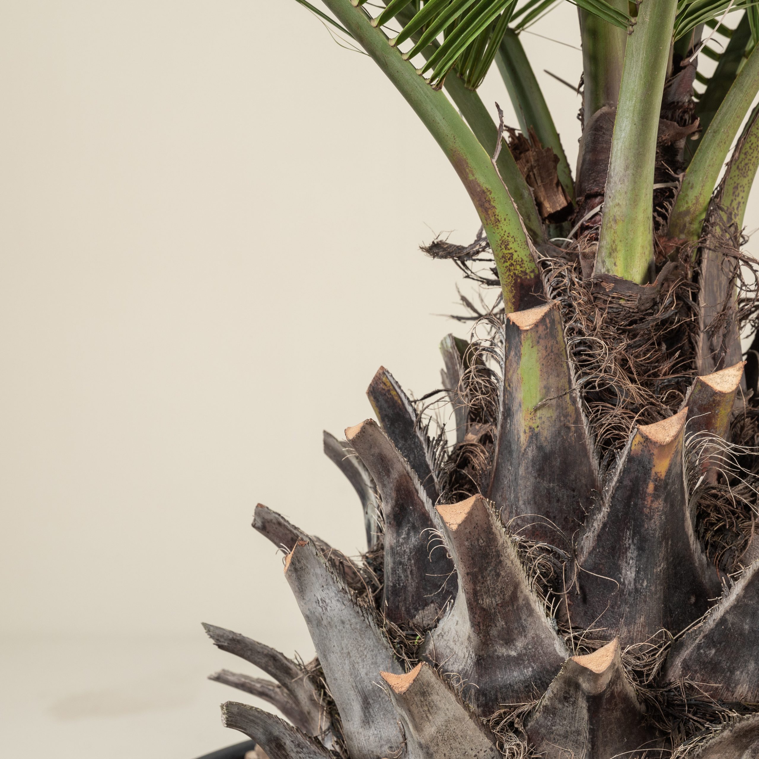 Jubaea chilensis - Image 9