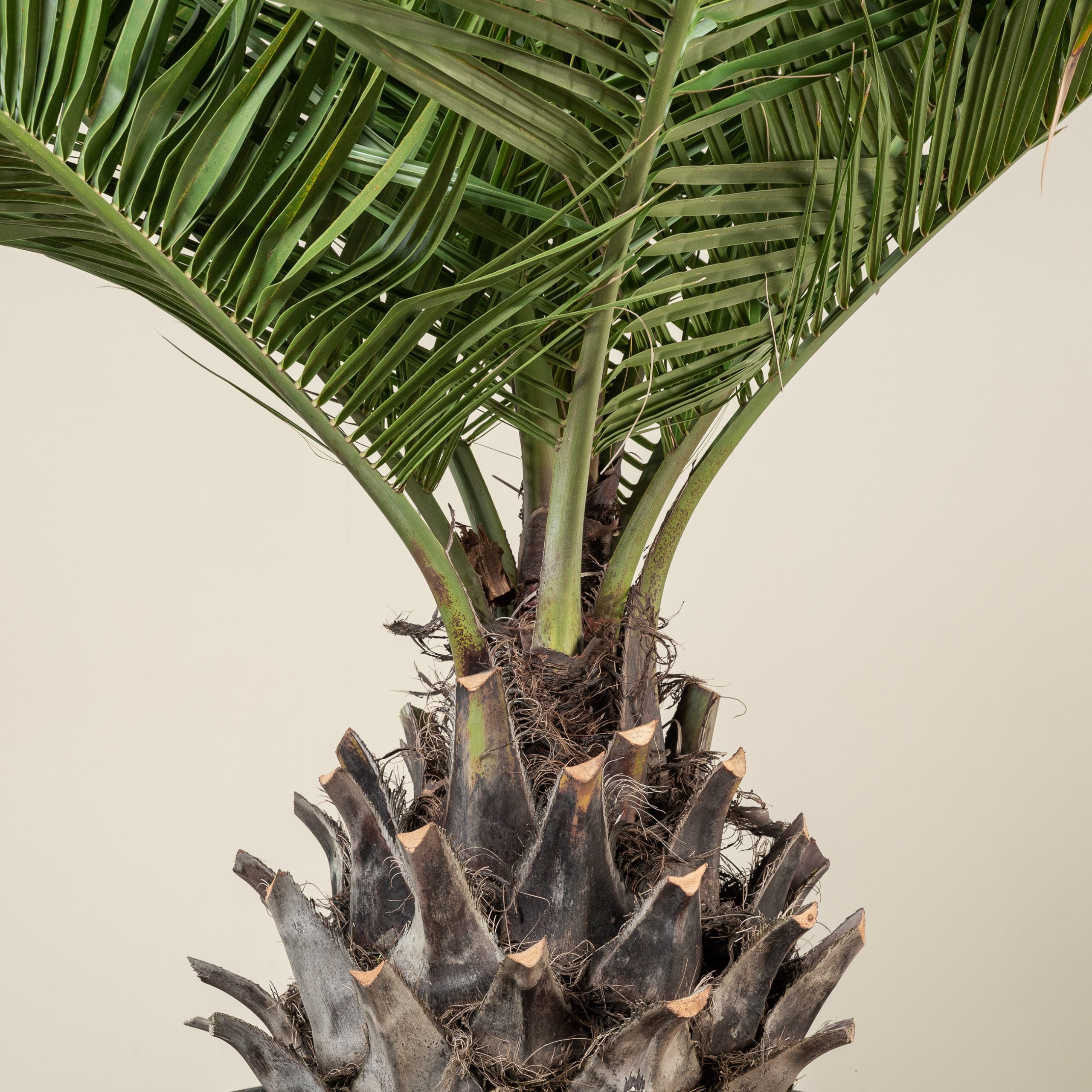 Jubaea chilensis - Image 6