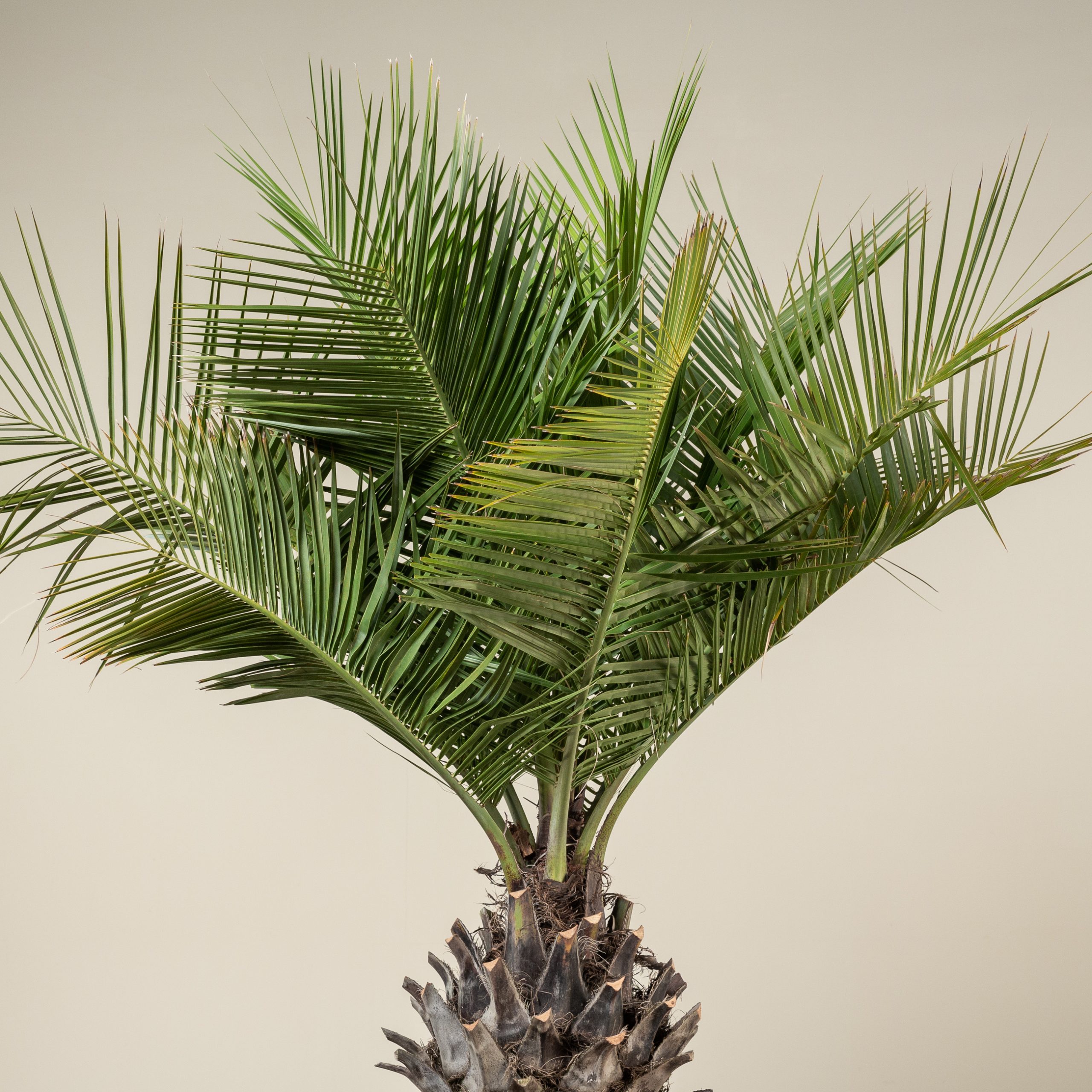 Jubaea chilensis - Image 10