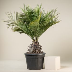 Jubaea chilensis