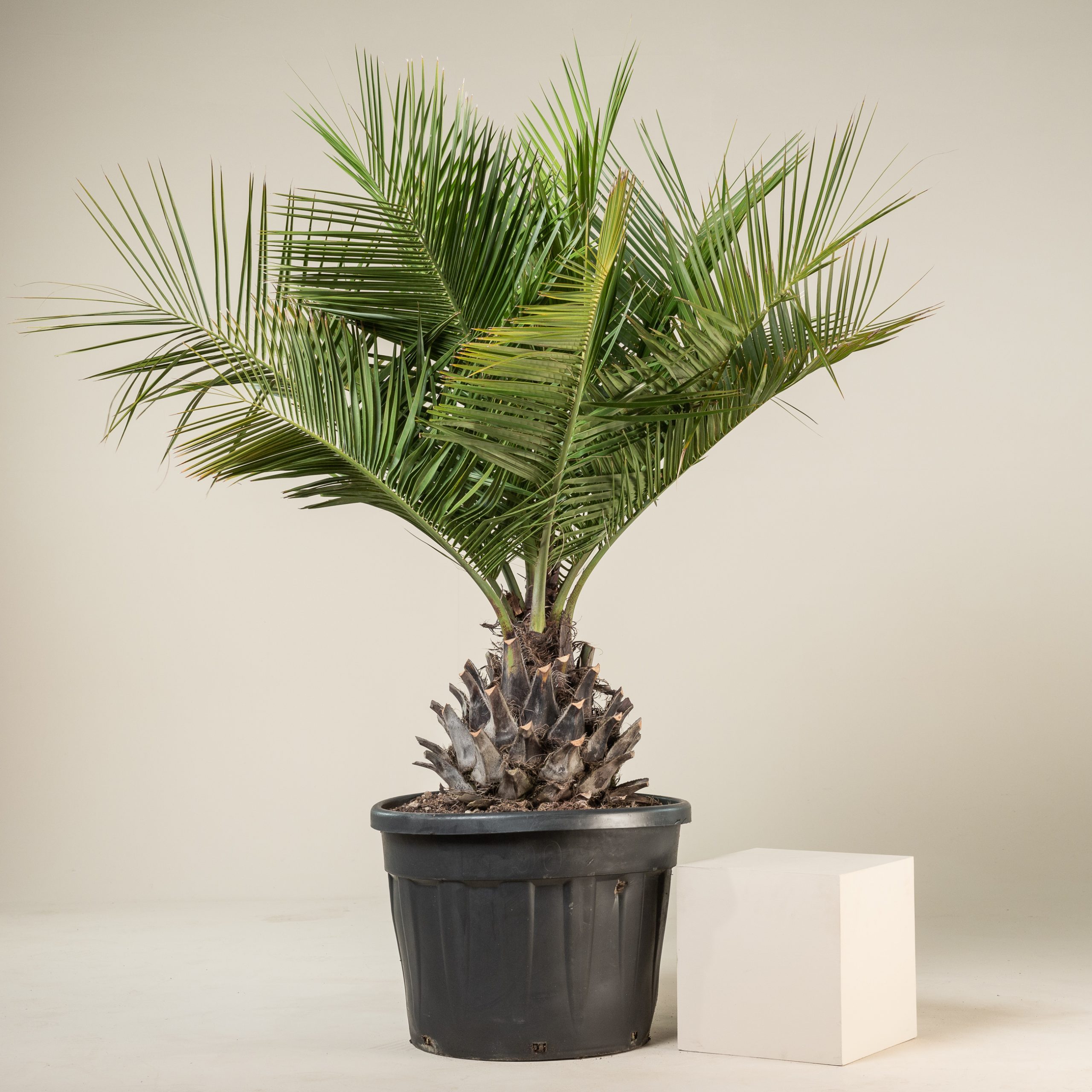 Jubaea chilensis