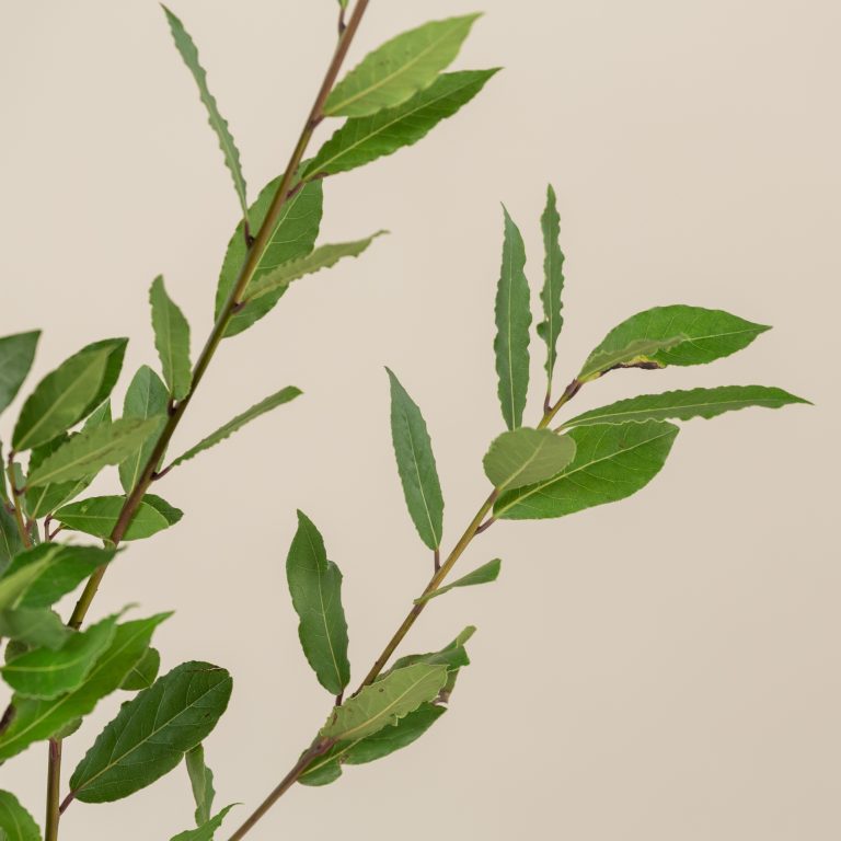 Laurus nobilis Garden Design