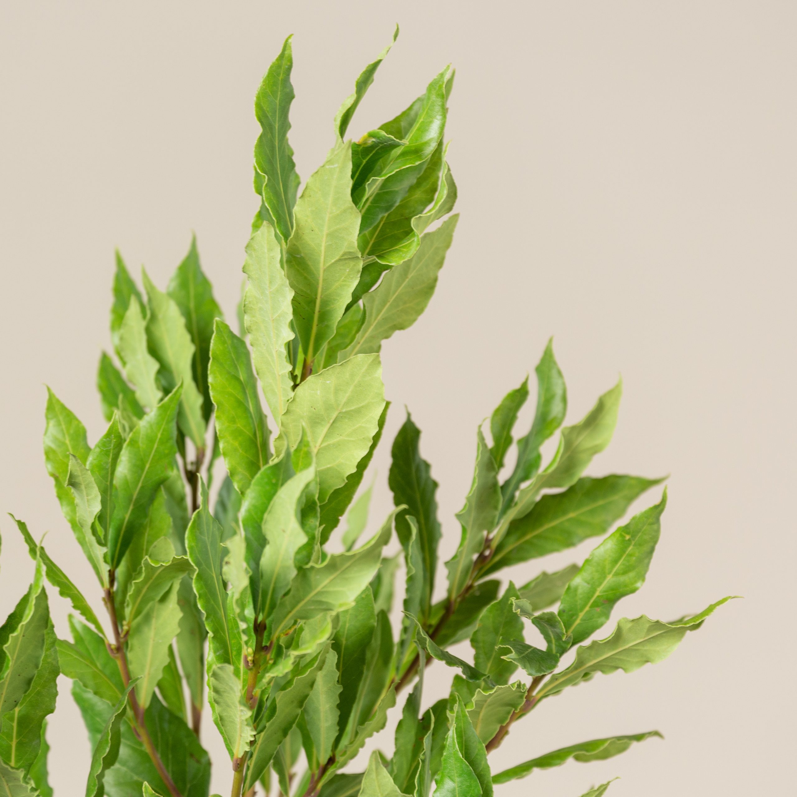 Laurus nobilis - Bush - Image 3