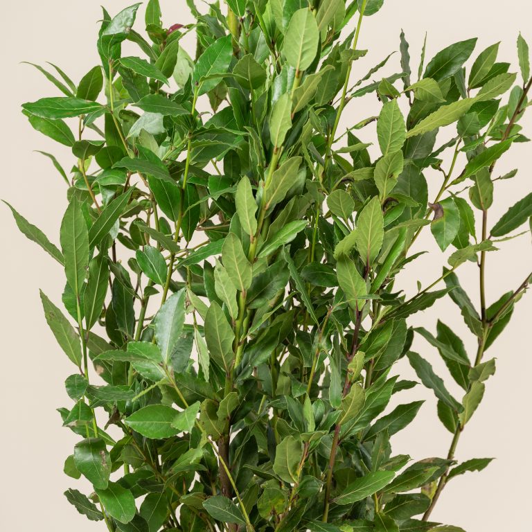 Laurus nobilis – Bush