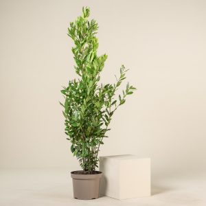 Laurus nobilis - Bush