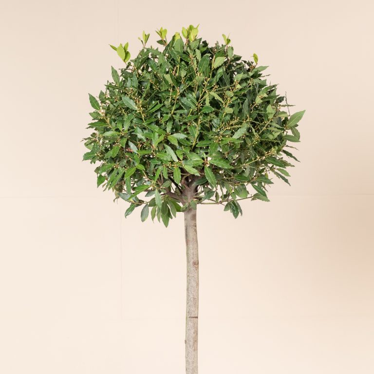 Laurus nobilis – Half Standard