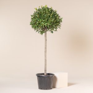 Laurus nobilis - Half Standard