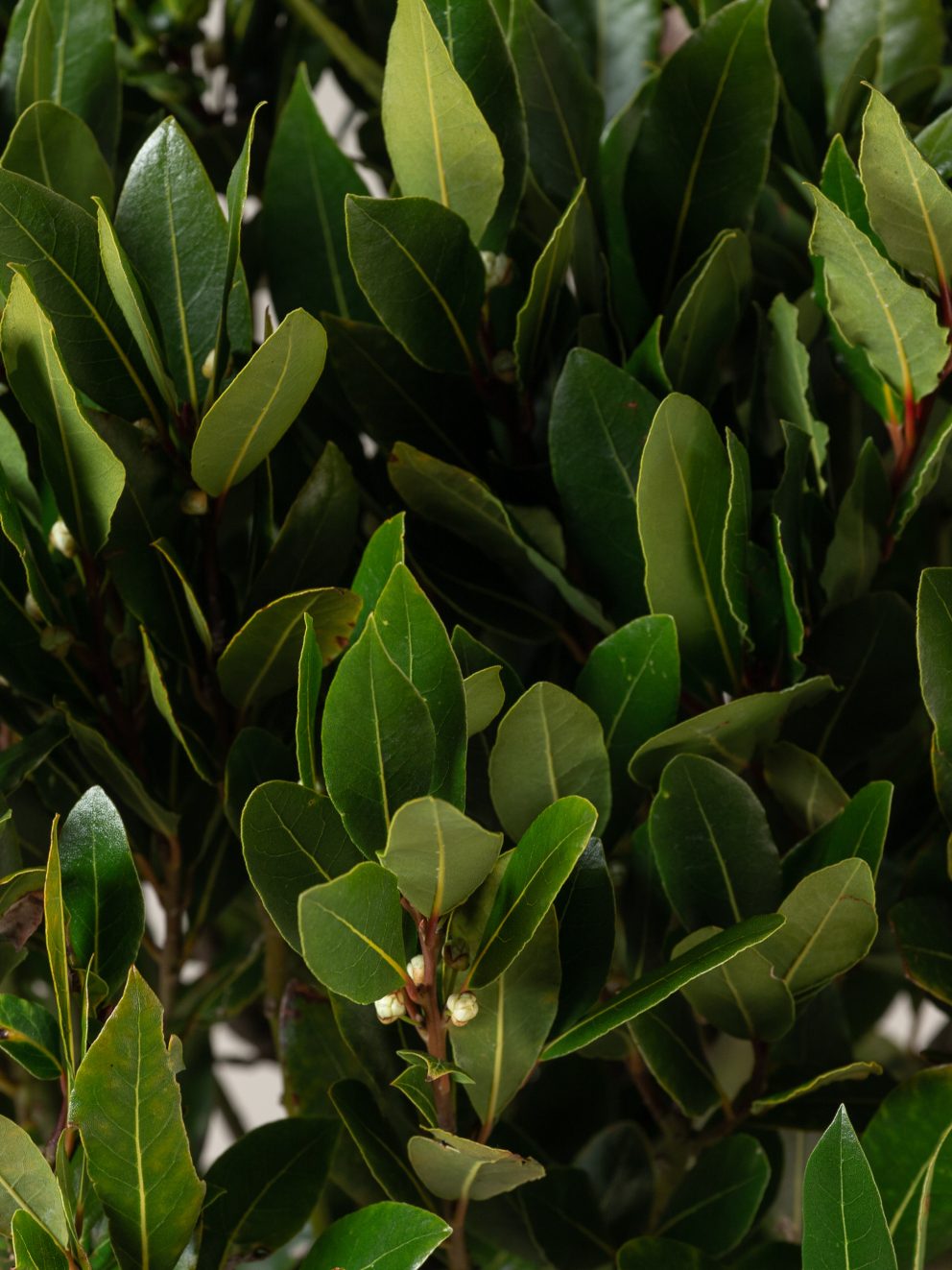 Superb specimen of a plant full of leaves, many stems and fast shipping and expertise packing assured safe arrival.