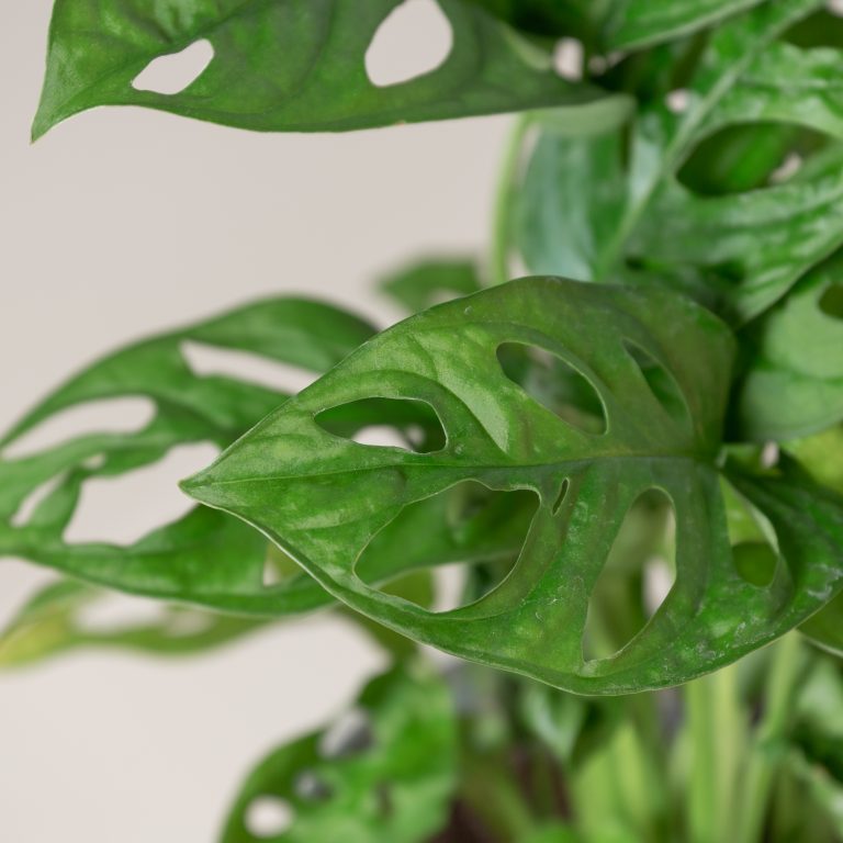 Monstera adansonii