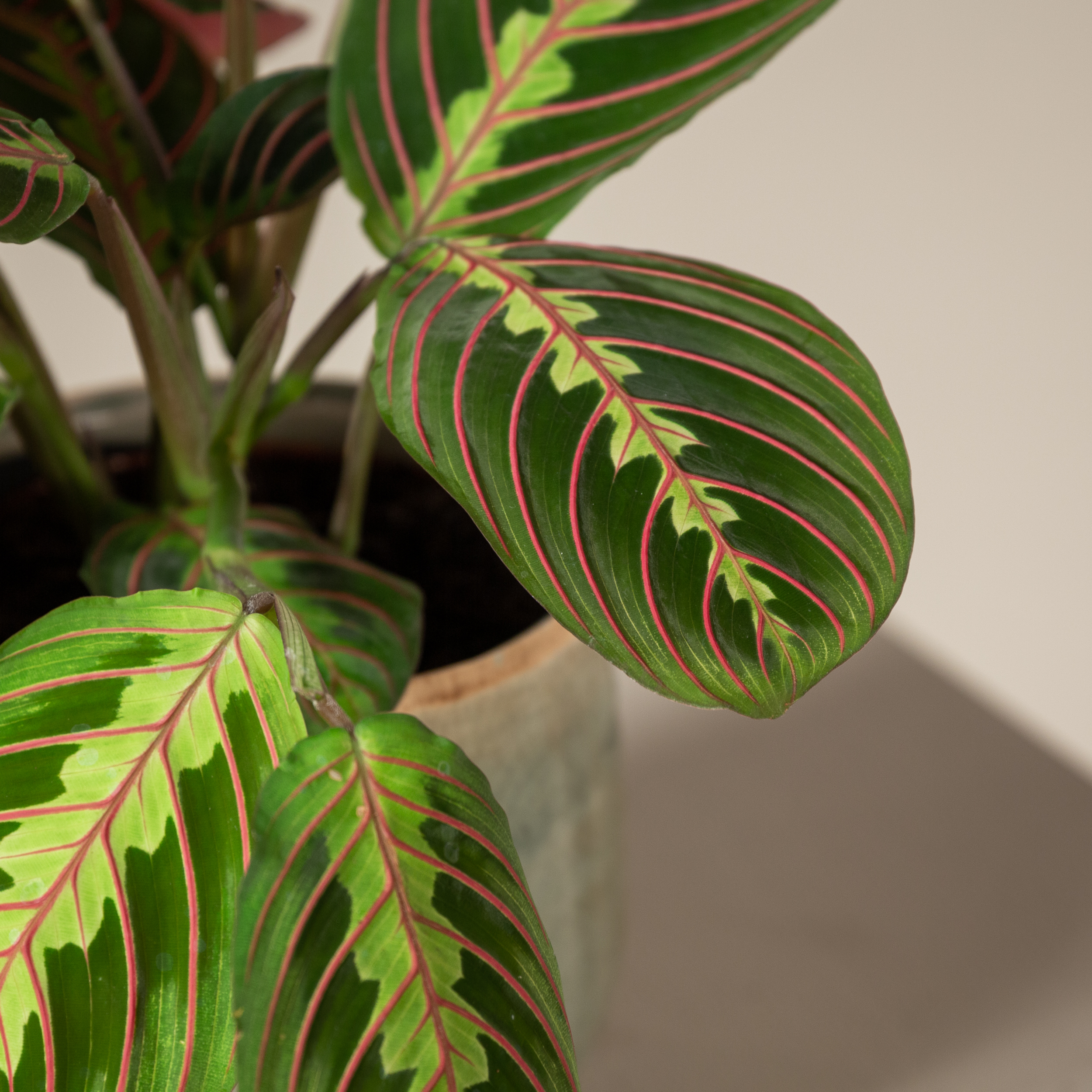 Maranta leuconeura 'Fascinator' | The Palm Centre