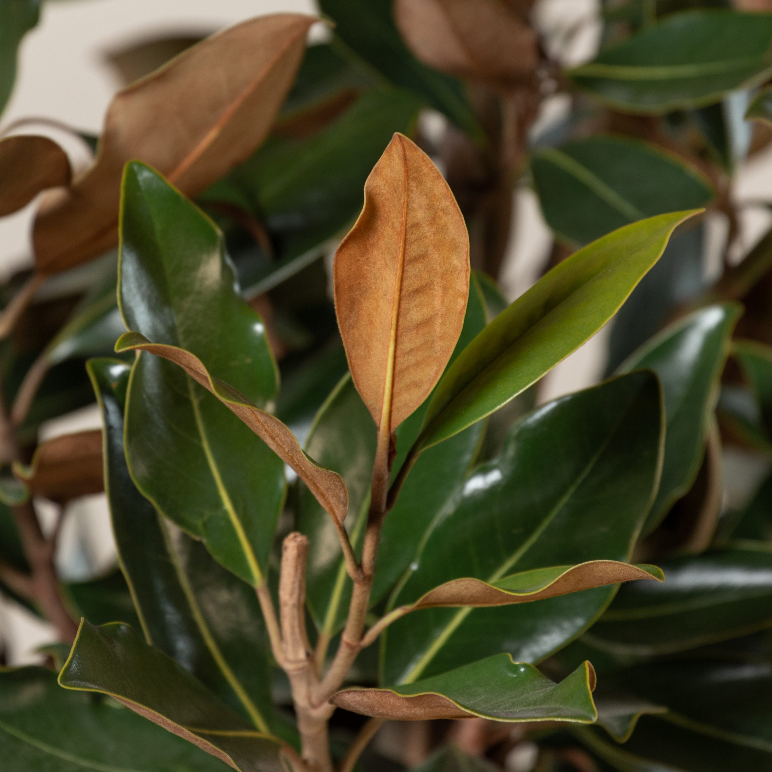 Magnolia grandiflora “Galissonniere Praecox” - Bush Form | The