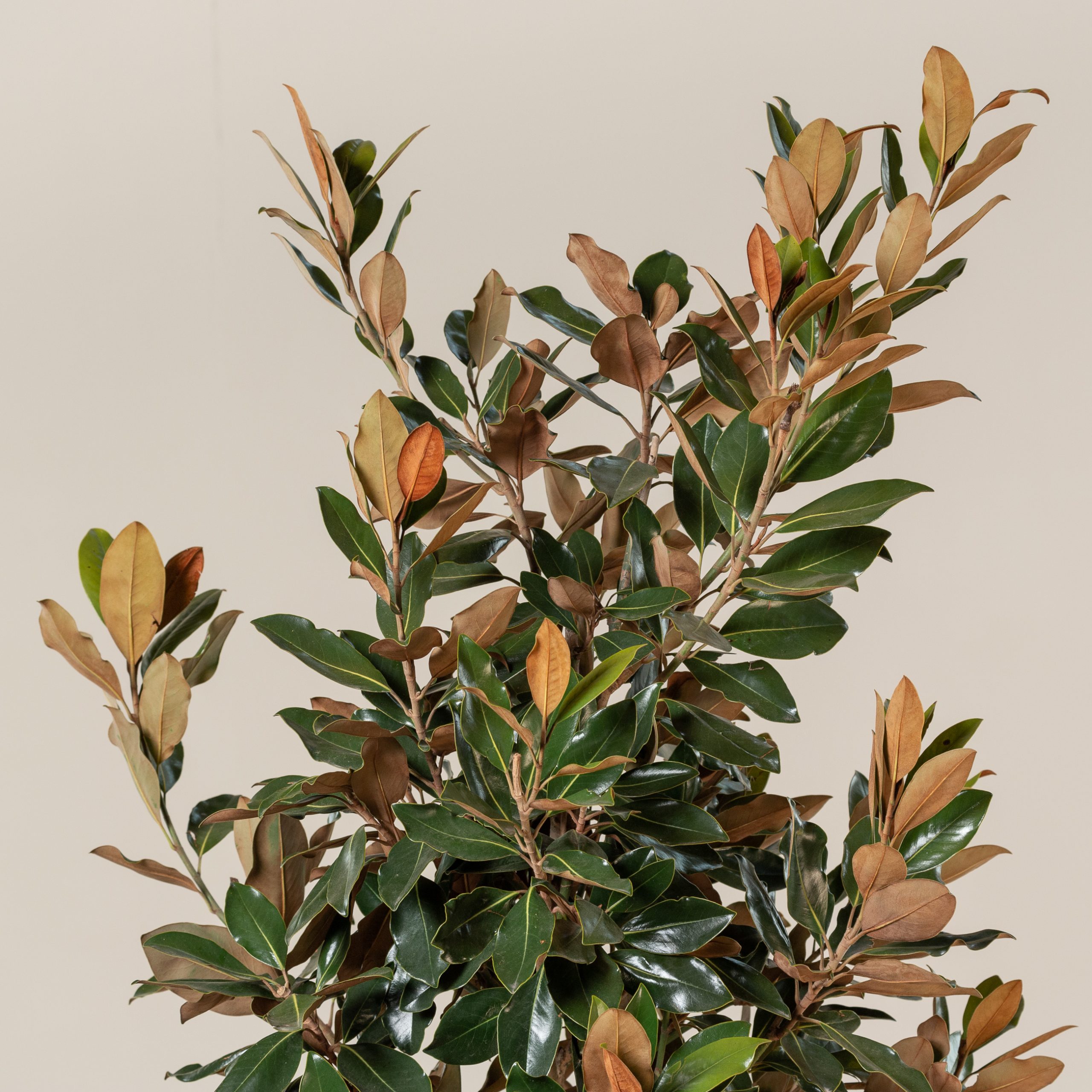 Magnolia grandiflora “Galissonniere Praecox” - Bush Form | The