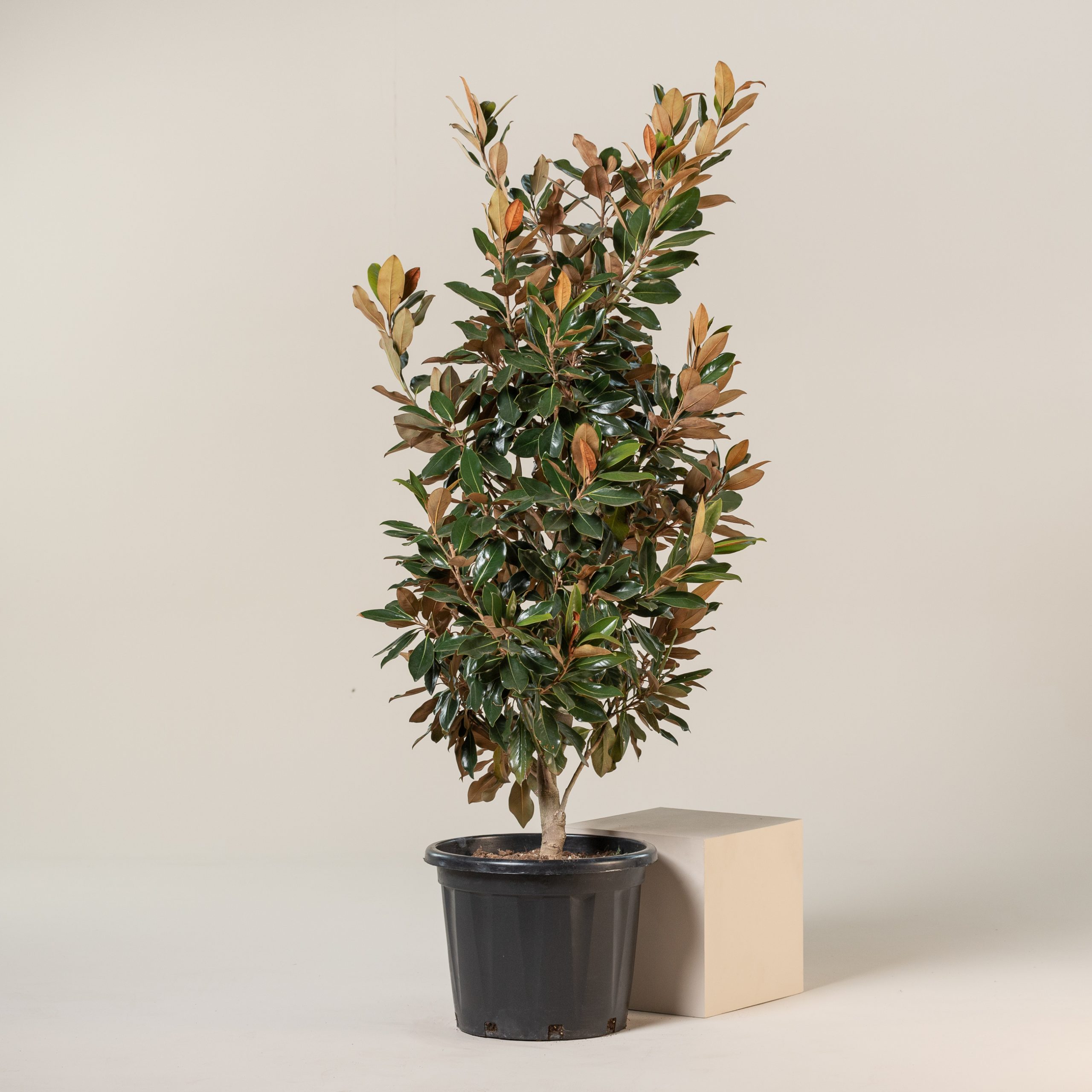 Magnolia grandiflora “Galissonniere Praecox” - Bush Form | The
