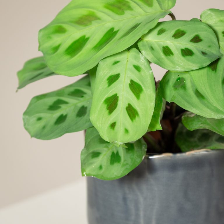 Maranta leuconeura ‘Kerchoveana’