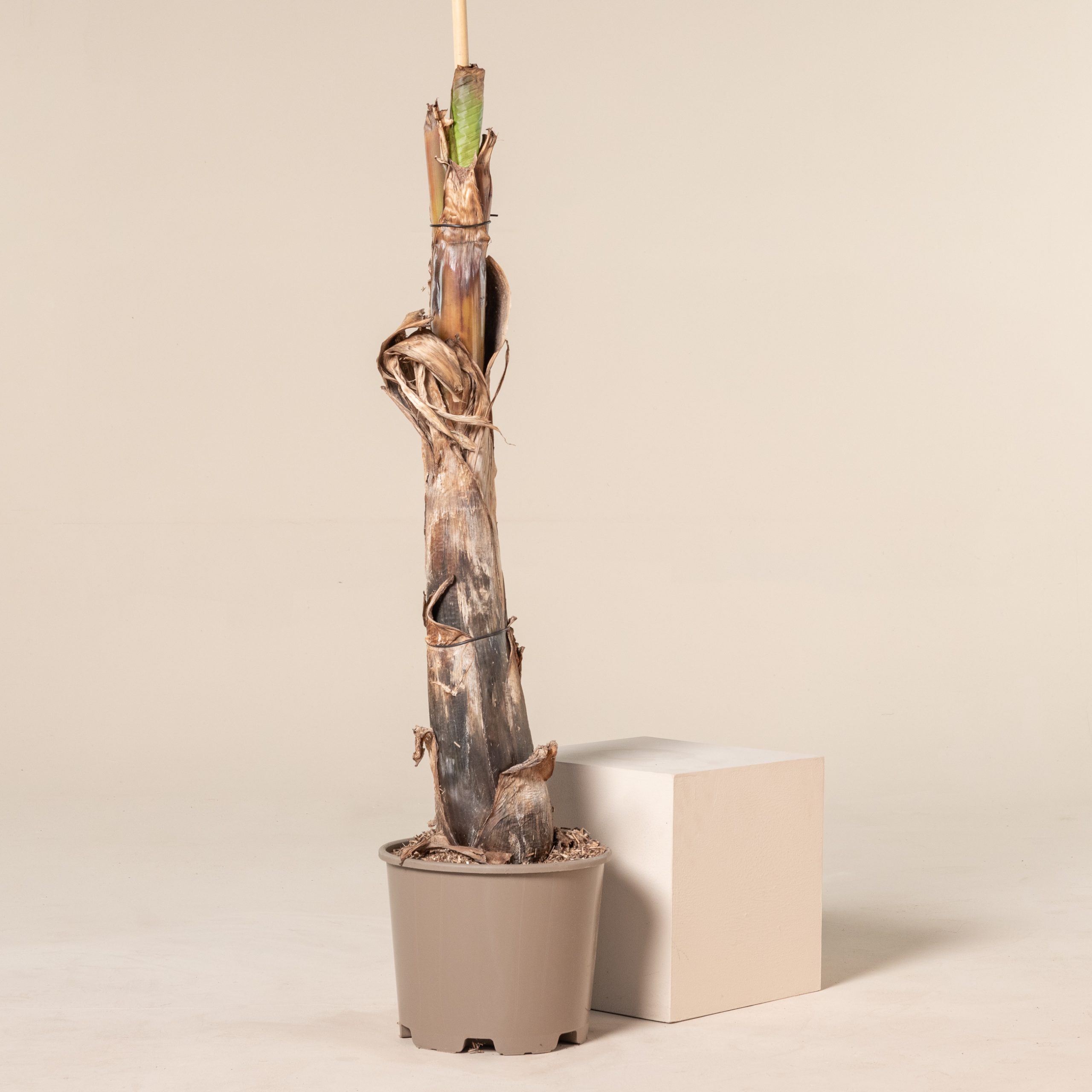 Musa basjoo - Image 7