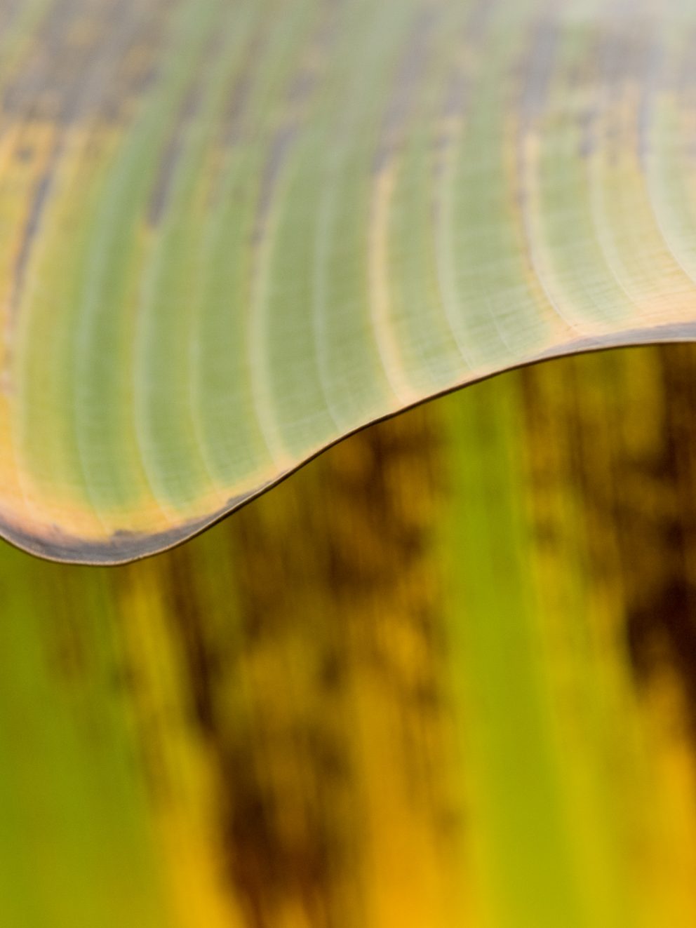 Very attractive mini banana tree, packaged with care, and arrived in good condition. Potted up same day, given food and water, and the pretty little banana plant has really perked up and already growing nicely.