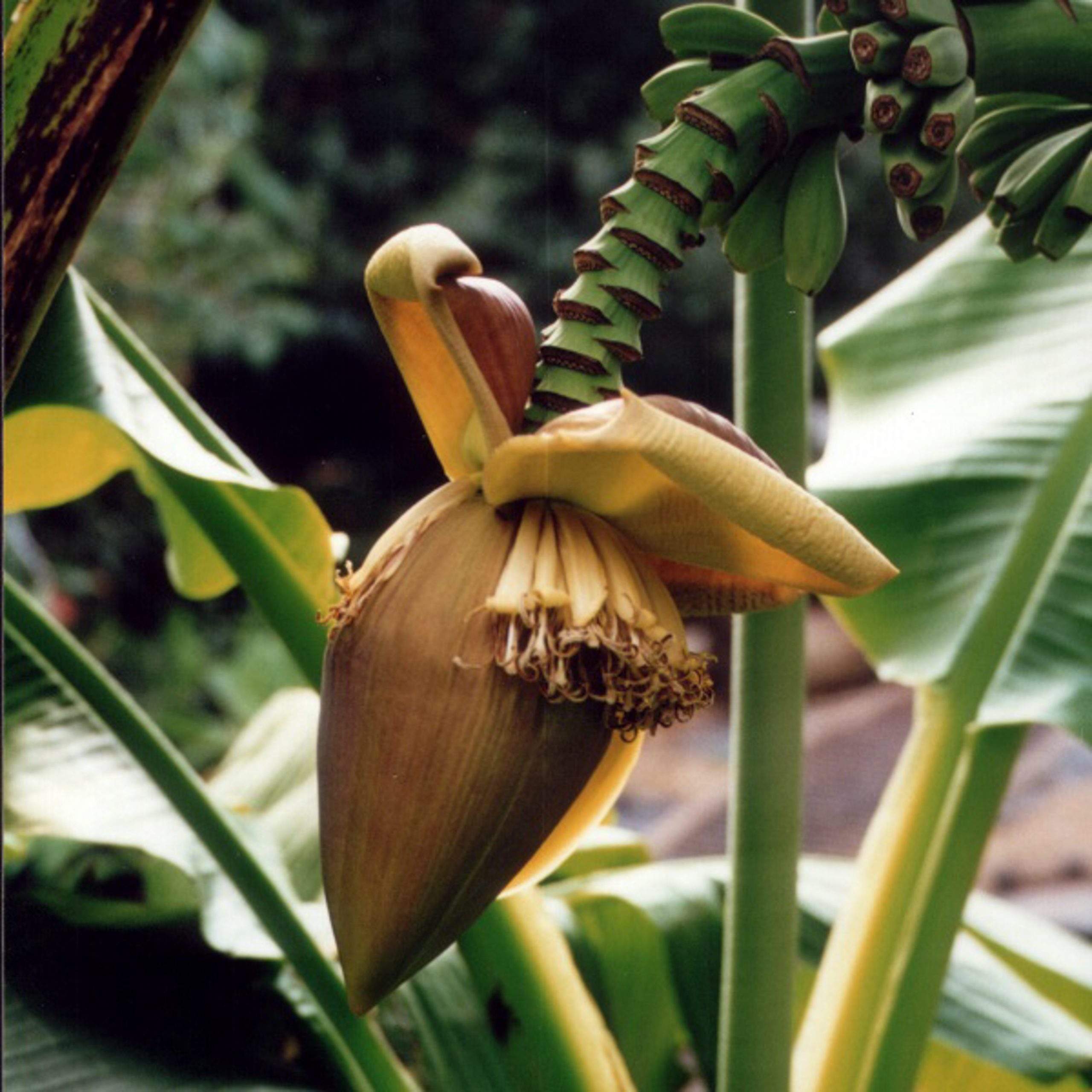 Musa basjoo hardy Japanese banana plant The Palm Centre The Palm Centre