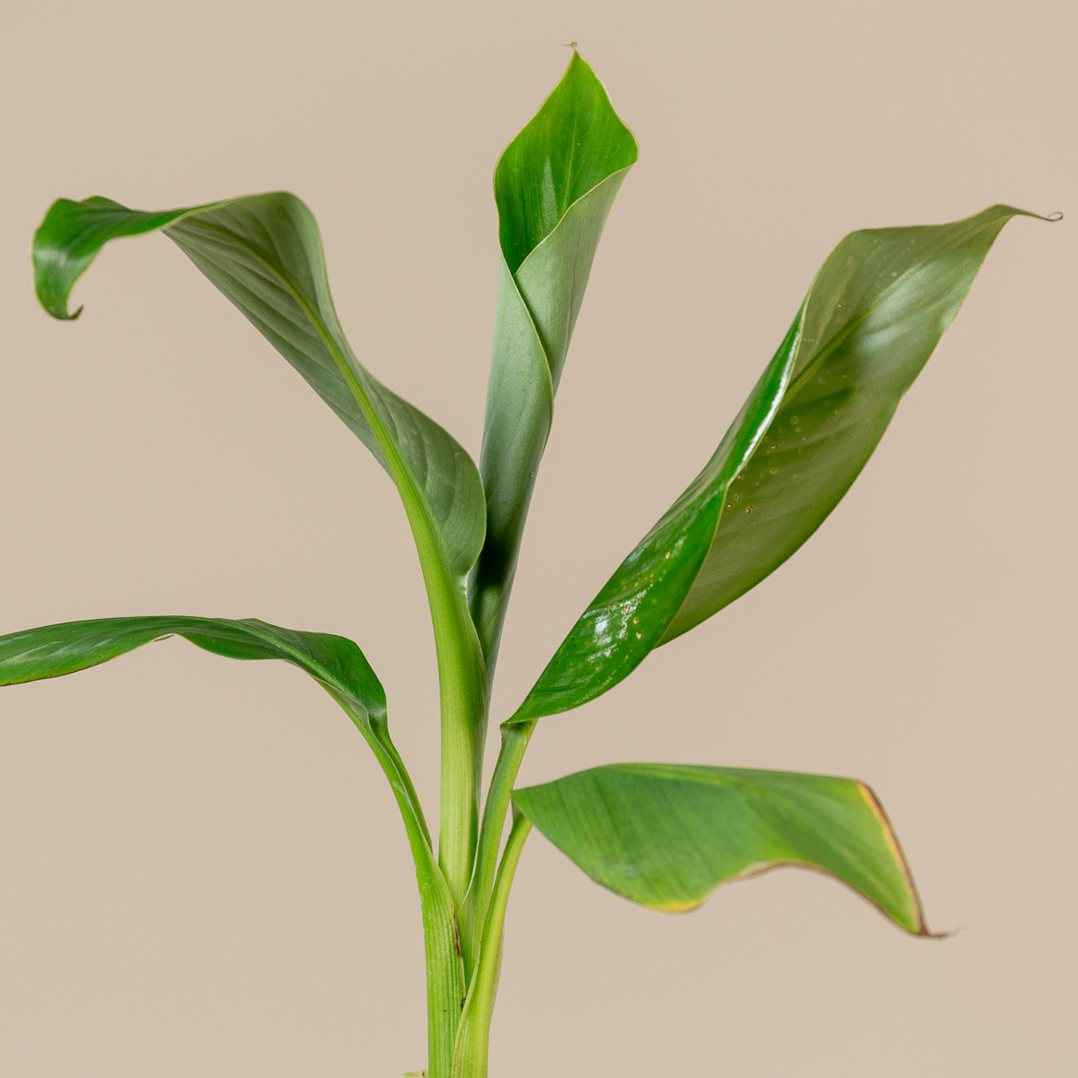 Leaves of the hardy banana plant grow at a fast pace in spring