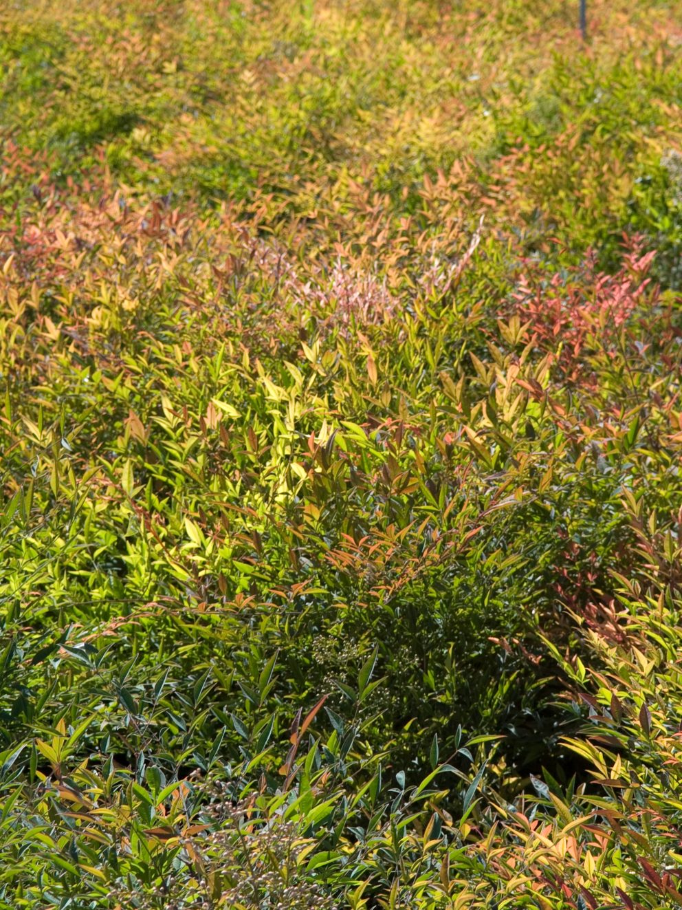 Can really recommend this shrub ideal for container gardens. It is fabulous and gives wonderful colour all year round. I have two large containers of this which I have had for over ten years and they never fail to perform.