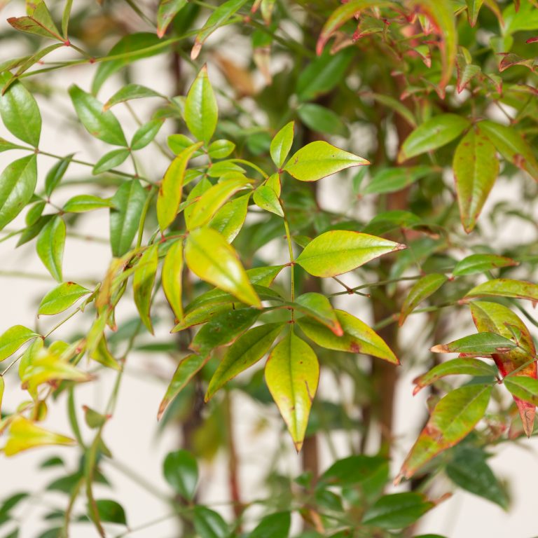 Nandina domestica