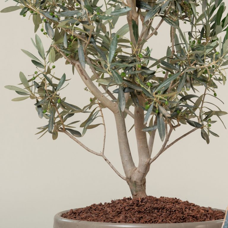 Root and container size