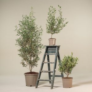 Olea europaea - Bush Form