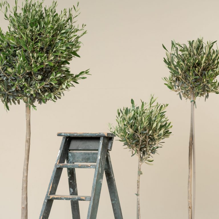 Olea europaea – Topiary