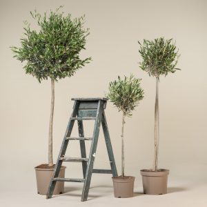 Olea europaea - Topiary