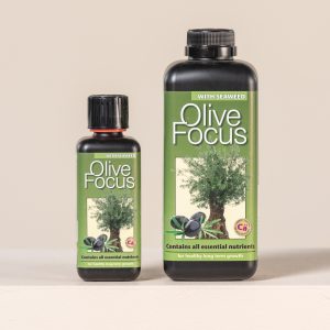 Olive Focus