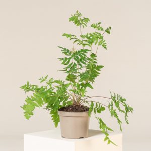 Osmunda regalis