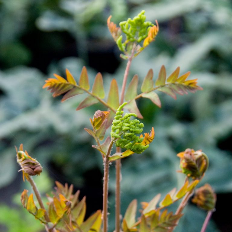 Evergreen or deciduous?